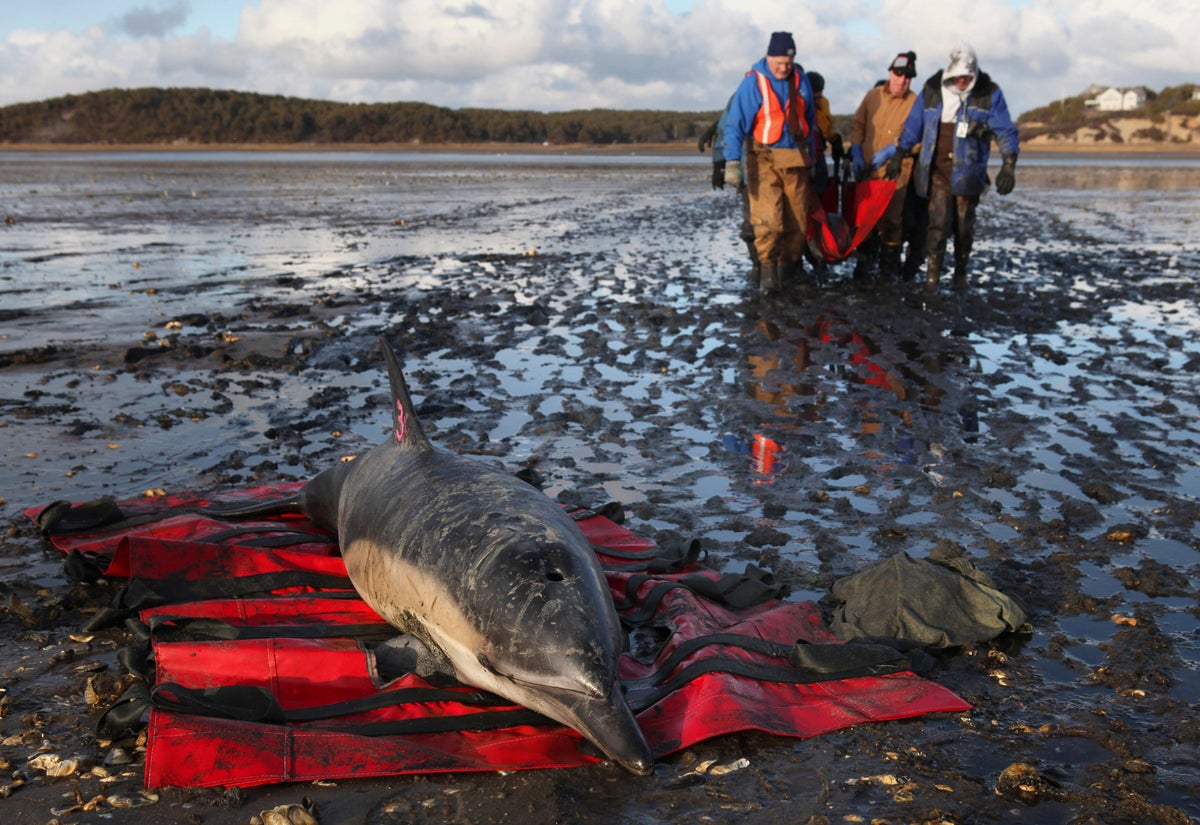Cape Cod strands more dolphins than anywhere else. Now they’re getting their own hospital