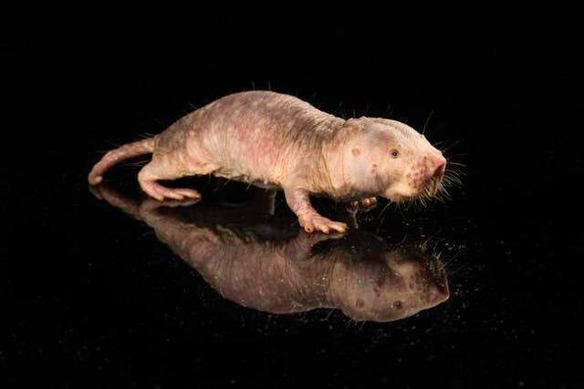 <p>University of Rochester researchers successfully transferred a longevity gene from naked mole rats to mice, resulting in improved health and an extension of the mouse’s lifespan</p>
