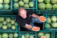 Record-breaking year for British watermelon grower despite rainy July