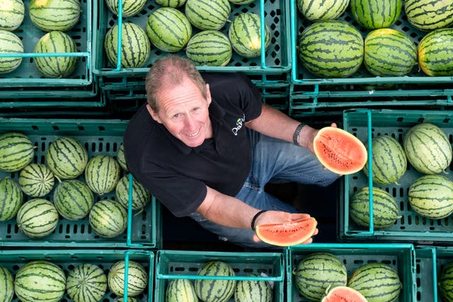 Nick Molesworth, manager of Oakley Farms in Wisbech, Cambridgeshire stands amongst the watermelons (Joe Giddens/PA)