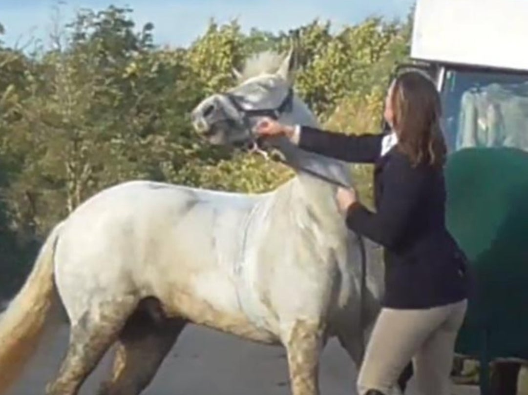 Sarah Moulds "chastised" a grey pony named Bruce Almighty,
