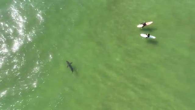 <p>A great white shark swimming near surfers in Pismo Beach.</p>