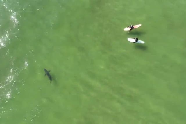 <p>A great white shark swimming near surfers in Pismo Beach.</p>
