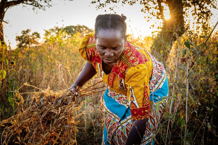 WFP is giving drought-resistant seeds and training on climate-smart practices to women farmers in Zambia