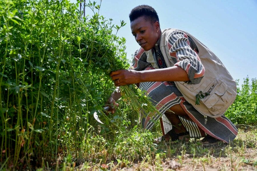 Nyamayaro assesses a farmer’s crops in Luxor, Egypt