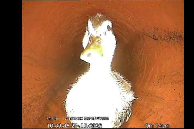 <p>Environment and Flooding Protection staff surveying a sewer spotted the duck with a robotic camera along an underground pipe</p>