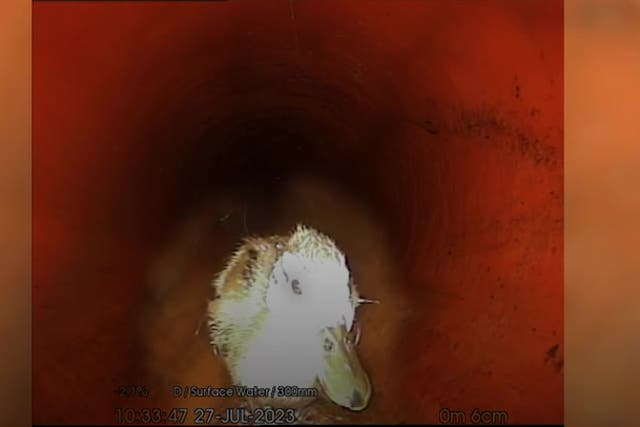 <p>Duck waddles through sewer pipe in Bristol.</p>