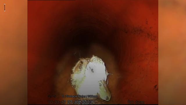 <p>Duck waddles through sewer pipe in Bristol.</p>
