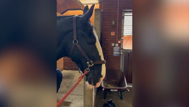 <p>Greater Manchester Police horse Little Dorrit.</p>