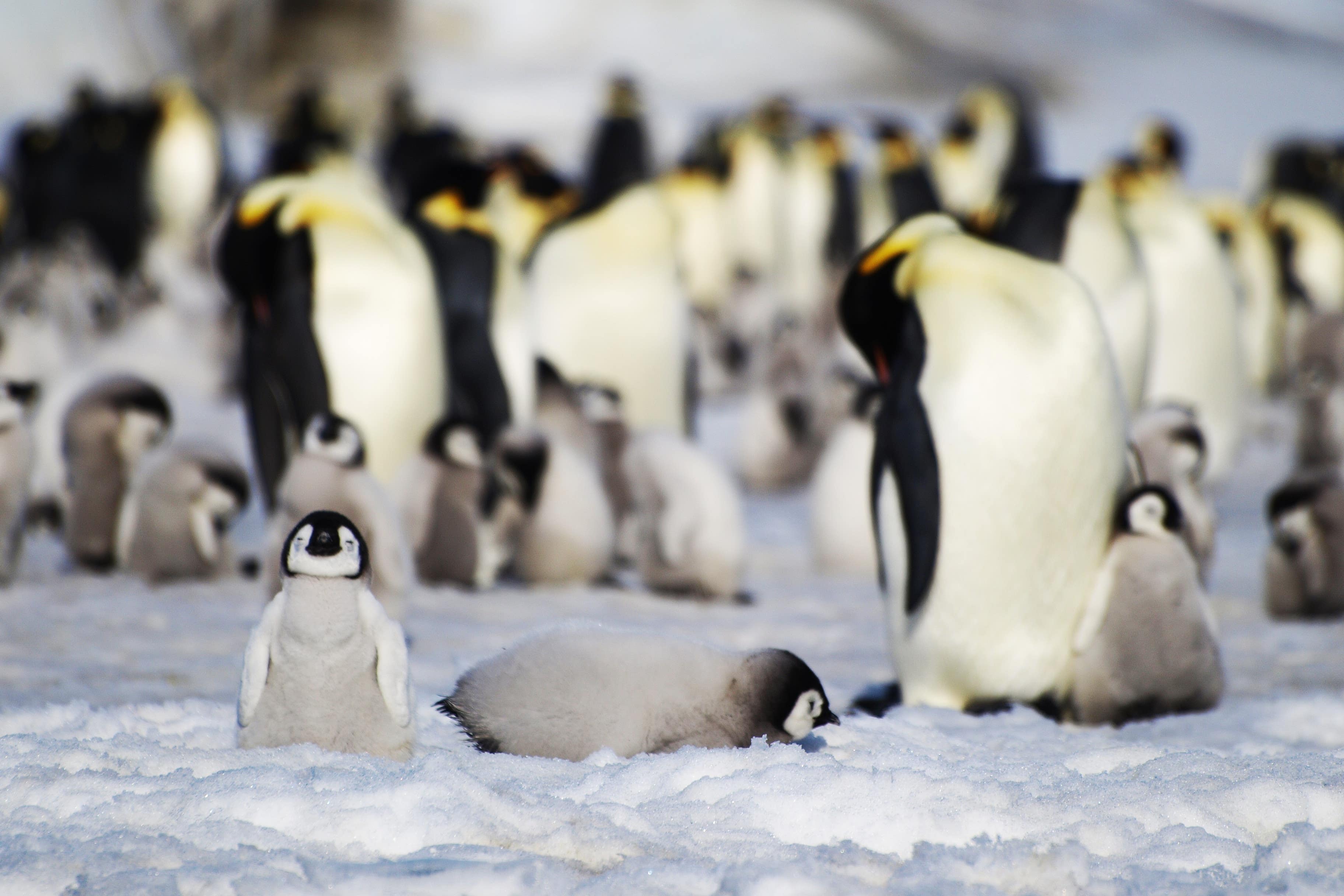 Emperor penguins need stable sea ice to breed (Peter Fretwell/British Antarctic Survey/PA)