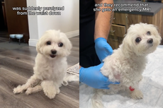 Dog owner documents rescued maltese’s ‘journey to walking again’ after she was suddenly paralysed