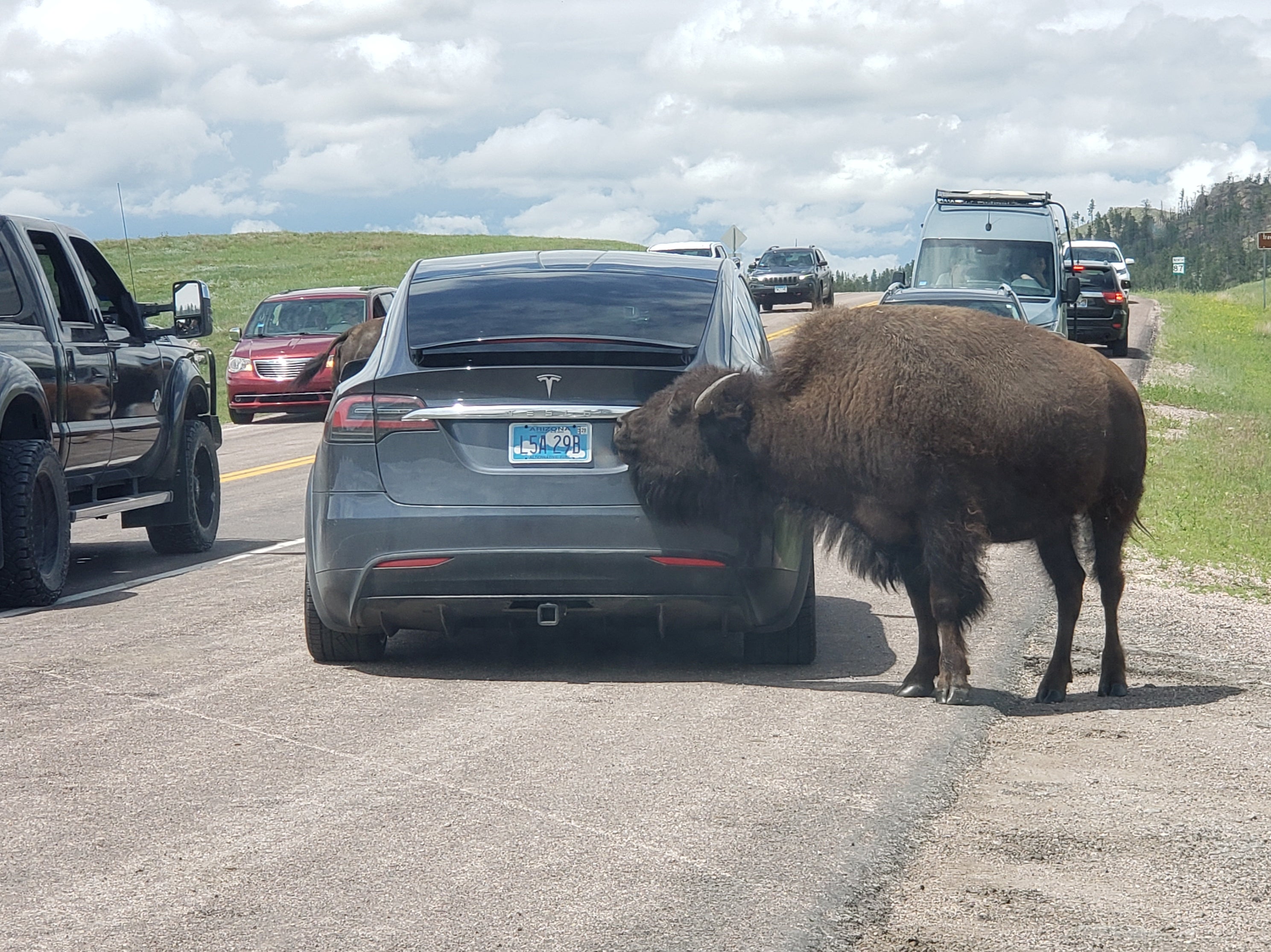 Too close for comfort: A curious bison