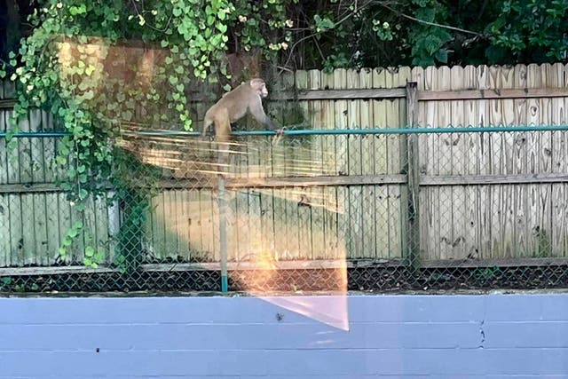 <p>Wild monkey spotted in Orange City, Florida</p>