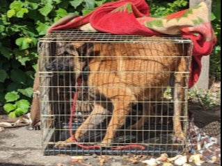 A German shepherd was dumped in a Birmingham industrial park. Such cases count as abandonment, not deliberate harm