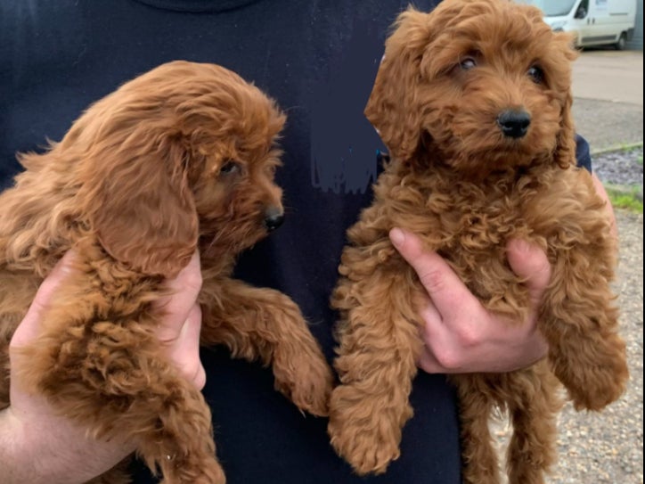 Two cockapoo puppies were dumped at a roadside in Ipswich