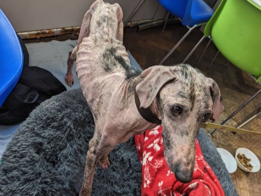 The skinniest dog a rescuer had ever seen was found barely alive in South Yorkshire