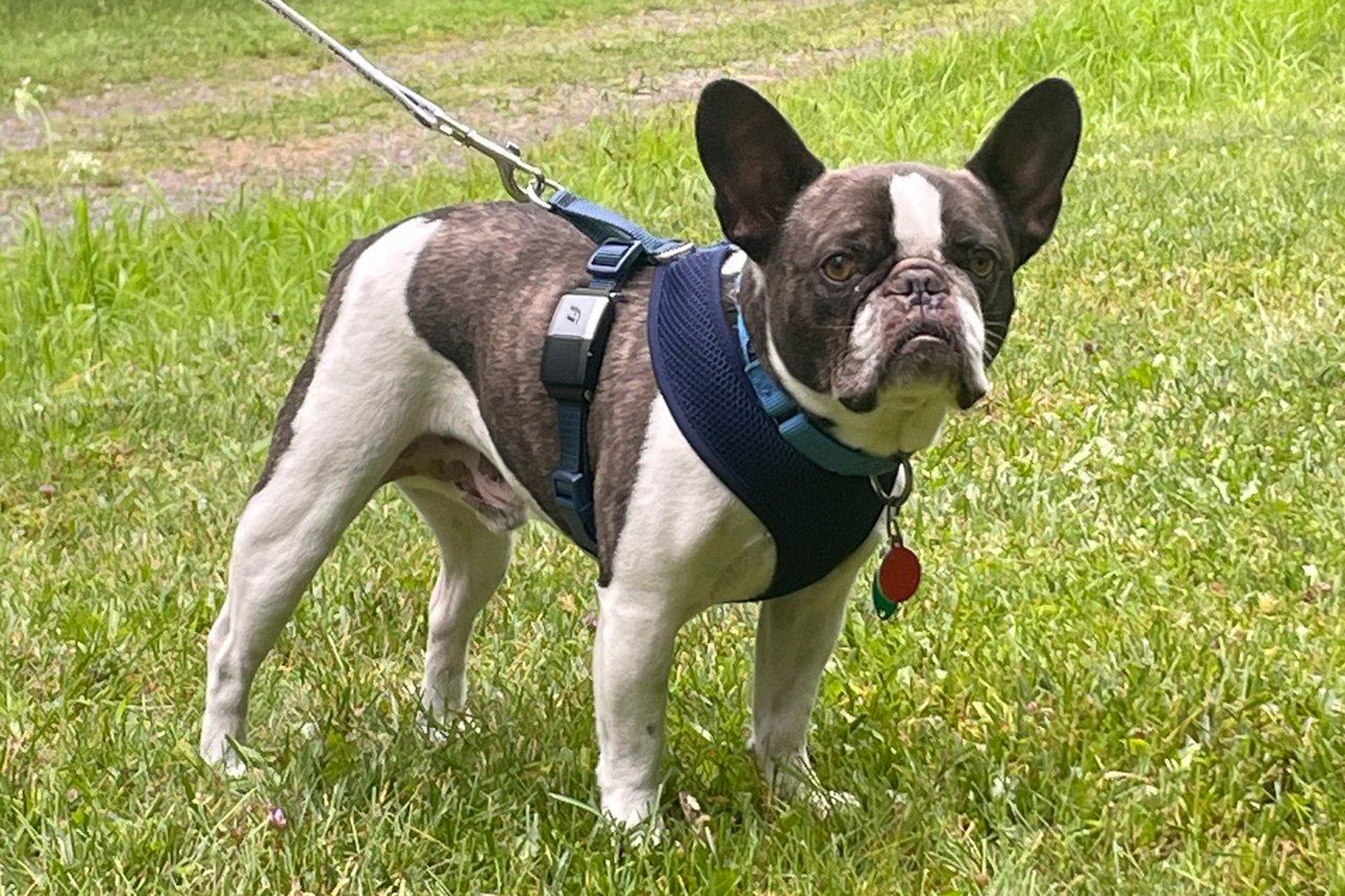This photo provided by the Allegheny County Police Department shows a brown-and-white male French bulldog, who was left alone at the Pittsburgh airport