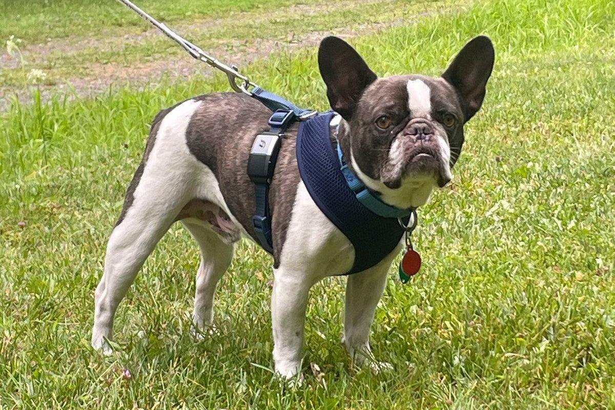Nurse pleads guilty to abandoning her French bulldog at Pittsburgh airport because she couldnt take it with her on vacation to Mexico