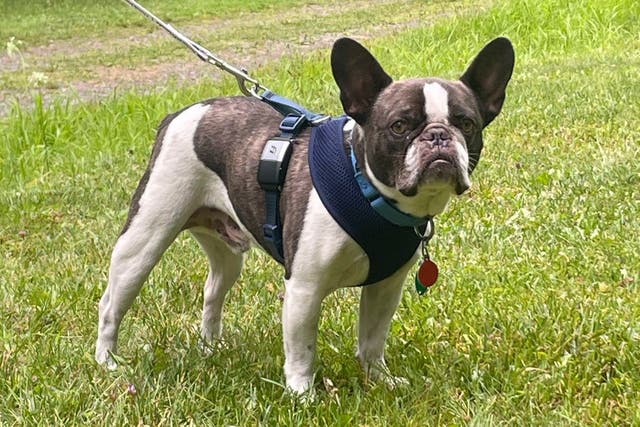 <p>This photo provided by the Allegheny County Police Department shows a brown-and-white male French bulldog, who was left alone at the Pittsburgh airport </p>