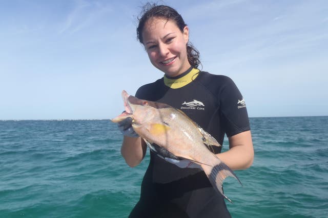 <p>Study co-author Lorian Schweikert, while recreational fishing for hogfish</p>