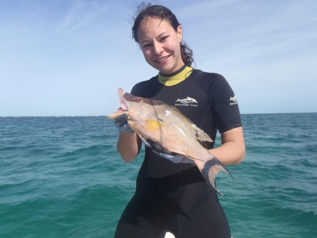 <p>Study co-author Lorian Schweikert, while recreational fishing for hogfish</p>
