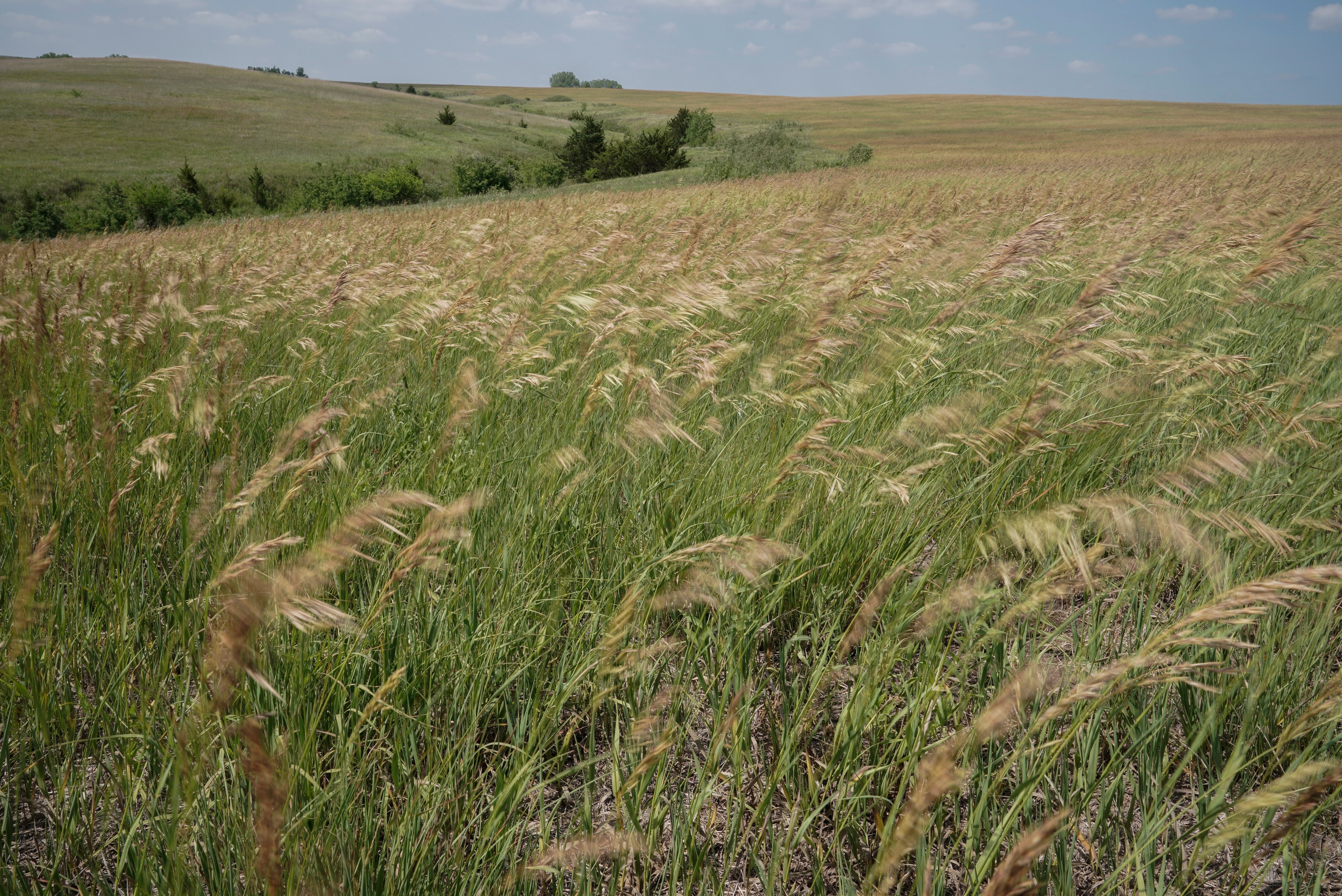 Endangered Species Grassland Birds