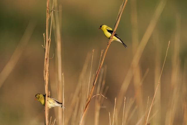 Endangered Species Grassland Birds