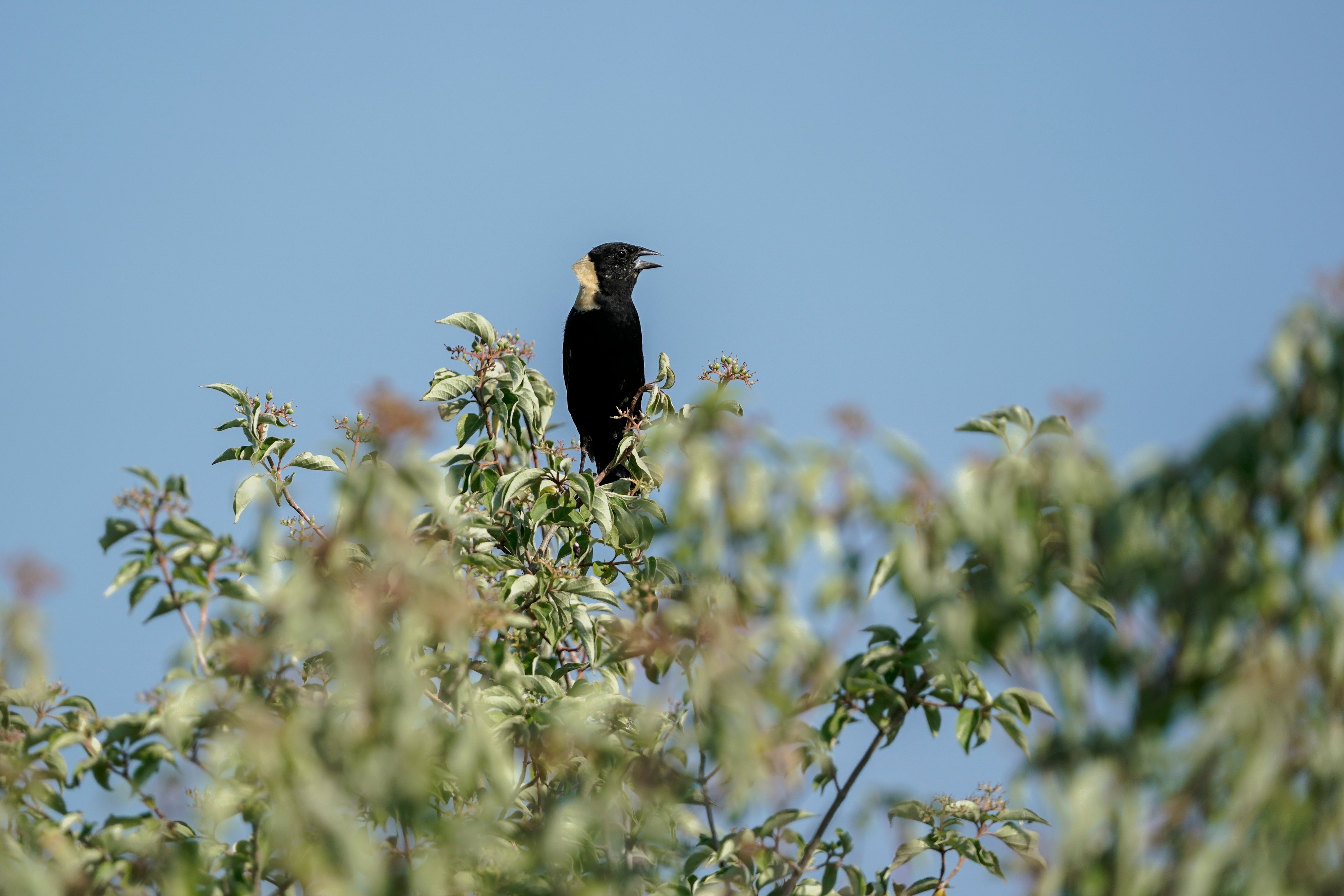 Endangered Species Grassland Birds
