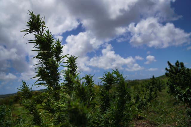 Antigua Bahamas Marijuana