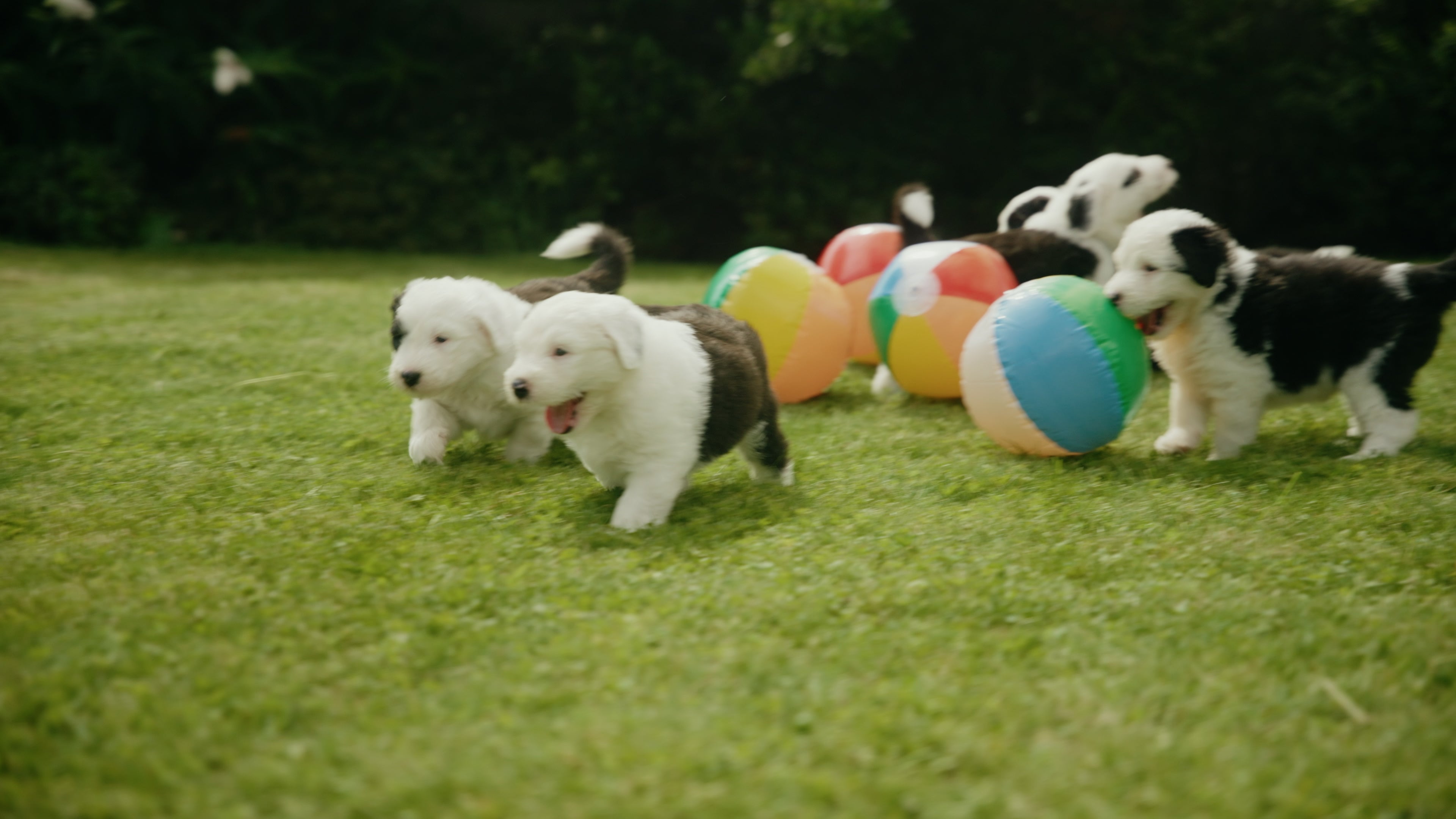 <p>Iconic Dulux dog gives birth to litter of seven puppies</p>