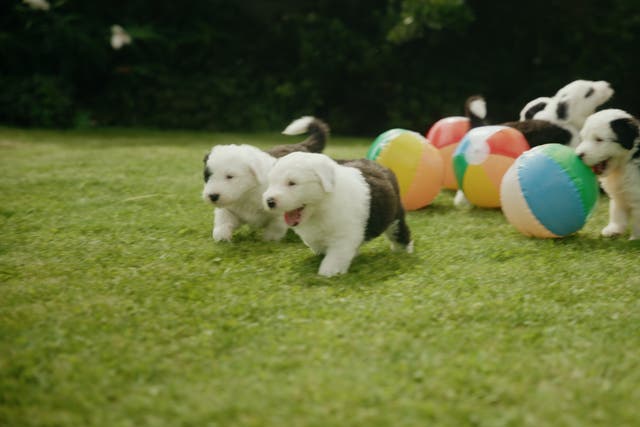 <p>Iconic Dulux dog gives birth to litter of seven puppies</p>
