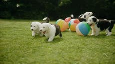 Iconic Dulux dog gives birth to litter of seven puppies