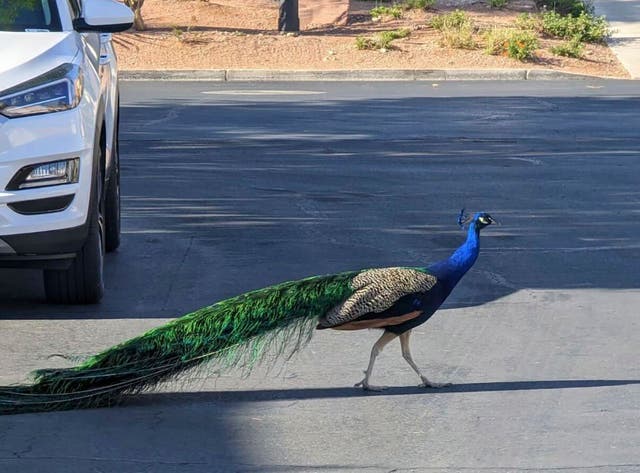 Slain Peacock