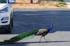 Pete the peacock, adored by Las Vegas neighborhood, fatally shot by bow and arrow