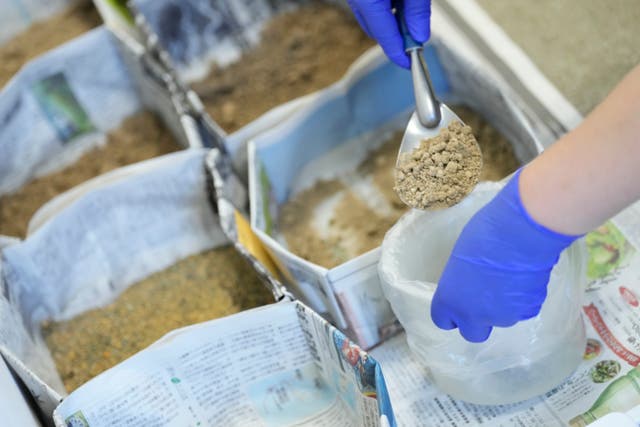 <p>A staff prepares to test a sample soil taken near the Fukushima Daiichi nuclear power plant</p>