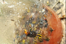 Asian hornets spotted in Kent as number of species in UK rises