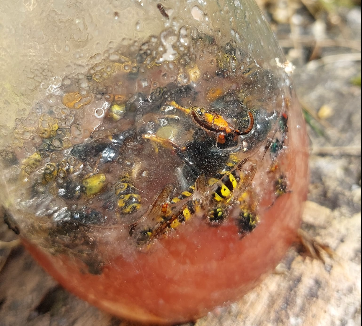 An Asian hornet trapped in a jam jar in Kent, 23 August 2023.