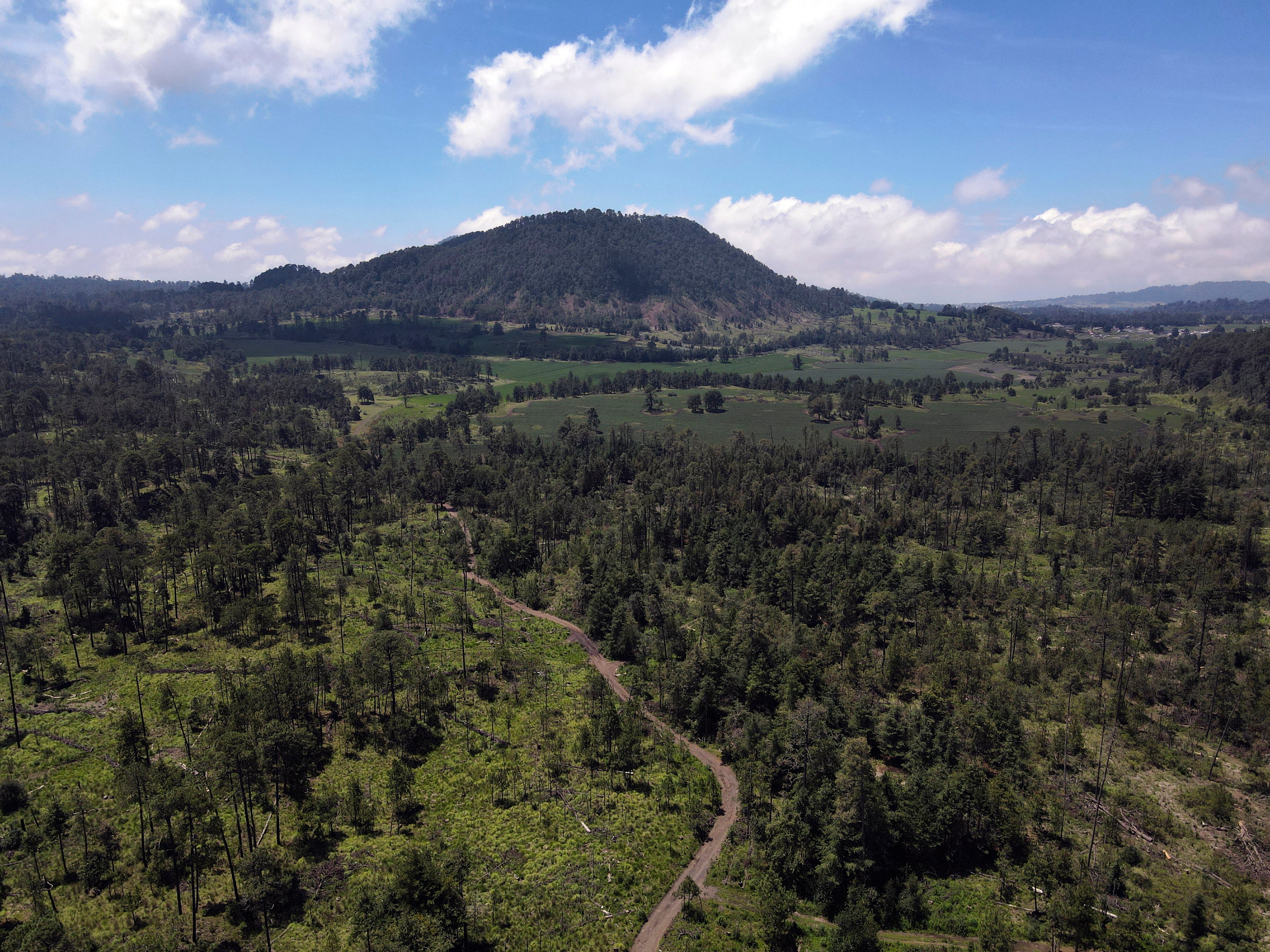 Mexico Illegal Logging