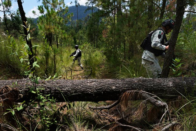 Mexico Illegal Logging