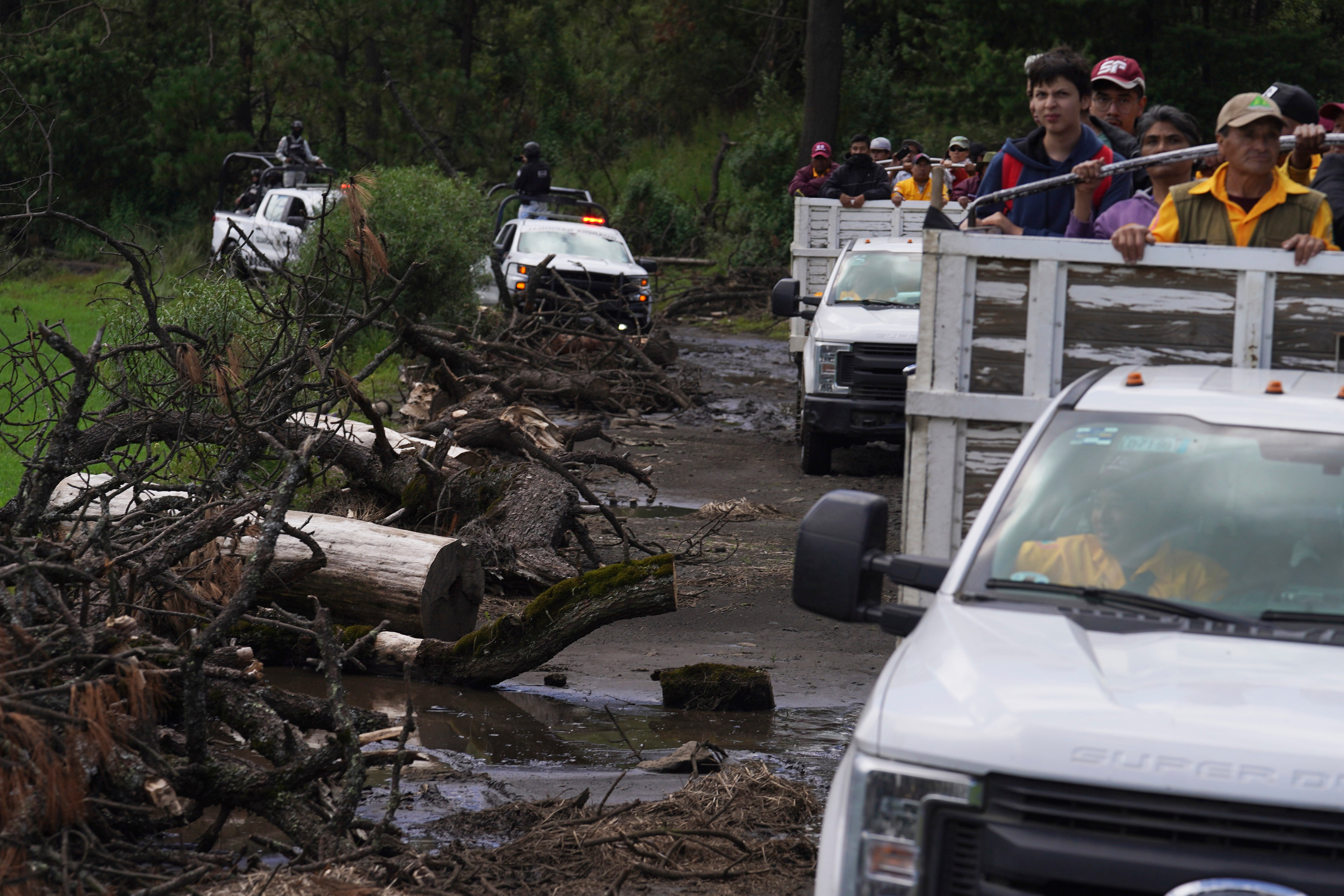 Mexico Illegal Logging