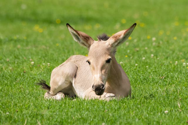 A newly-born African wild ass foal at Marwell Zoo (Marwell Zoo/PA)