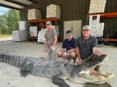 ‘Nightmare’ giant alligator caught in Mississippi sets new records