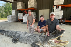 ‘Nightmare’ giant alligator caught in Mississippi sets new records