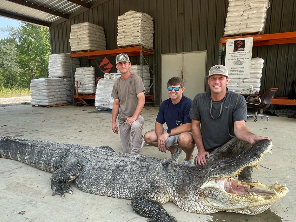 Nightmare' giant alligator caught in Mississippi sets new records