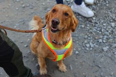 Dogs actually do respond better when their owners use cute ‘baby talk’, study finds