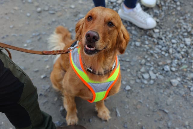 <p>A golden retriever named Whisper, who is being trained as detection dog to find endangered species, is pictured during a demonstration by German rail operator Deutsche Bahn on 26 October 2021, in Frankfurt am Main, western Germany</p>