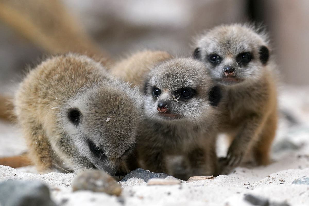 Baby meerkats explore their surroundings at safari park