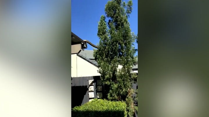 <p>Moment 16ft python slithers along roof of family house.</p>