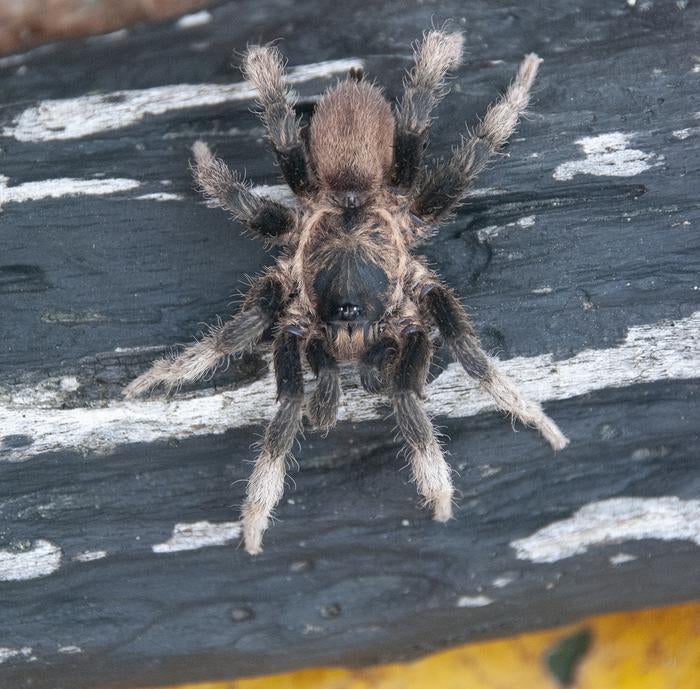 Four new spider species found in Colombia's biodiversity hotspot