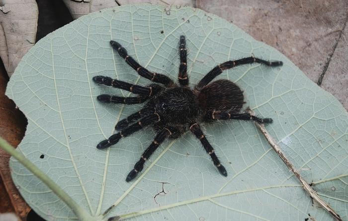 Four new spider species found in Colombia's biodiversity hotspot